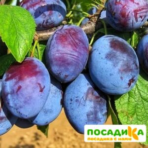 Слива Чачакская ранняя купить по цене от 229.00р. в интернет-магазине «Посадика» с доставкой почтой в в Борзяе и по всей России – [изображение №1].