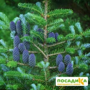 Пихта корейская (Abies koreana) купить по цене от 450.00р. в интернет-магазине «Посадика» с доставкой почтой в в Борзяе и по всей России – [изображение №1].