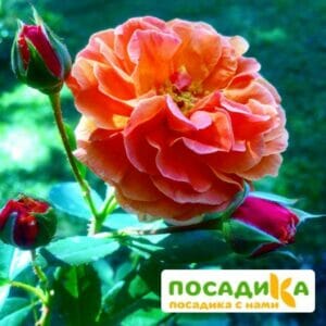 Роза Арабия купить по цене от 350.00р. в интернет-магазине «Посадика» с доставкой почтой в в Борзяе и по всей России – [изображение №1].