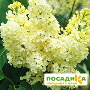 Сирень Примроуз (Primrose) купить по цене от 529.00р. в интернет-магазине «Посадика» с доставкой почтой в в Борзяе и по всей России – [изображение №1].