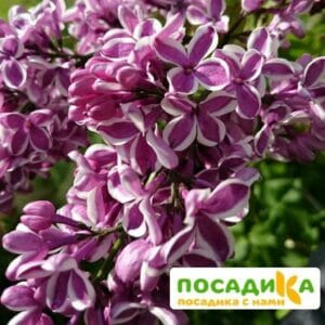 Сирень Сенсация купить по цене от 529.00р. в интернет-магазине «Посадика» с доставкой почтой в в Борзяе и по всей России – [изображение №1].