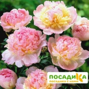 Пион Распберри Сандей (Paeonia Raspberry Sundae) купить по цене от 959р. в интернет-магазине «Посадика» с доставкой почтой в в Борзяе и по всей России – [изображение №1].