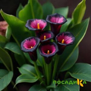 Калла Аура Лейс купить по цене от 400р. в интернет-магазине «Посадика» с доставкой почтой в в Борзяе и по всей России – [изображение №1].
