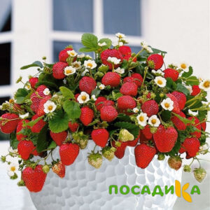 Клубника Рубиновый Шепот (горшечная) купить по цене от 240р. в интернет-магазине «Посадика» с доставкой почтой в в Борзяе и по всей России – [изображение №1].