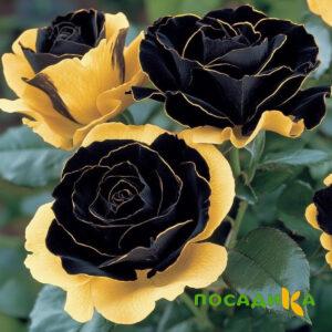 Роза Ханни Сикл купить по цене от 700р. в интернет-магазине «Посадика» с доставкой почтой в в Борзяе и по всей России – [изображение №1].
