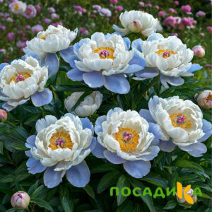 Пион акварельный Этюд купить по цене от 806р. в интернет-магазине «Посадика» с доставкой почтой в в Борзяе и по всей России – [изображение №1].