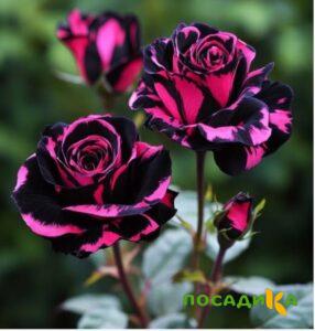 Роза Багровый Шепот купить по цене от 366р. в интернет-магазине «Посадика» с доставкой почтой в в Борзяе и по всей России – [изображение №1].