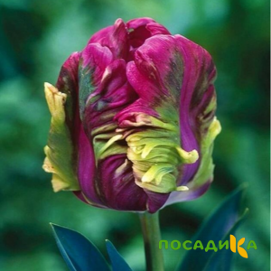 Тюльпан Экзотик Хэвен купить по цене от 186р. в интернет-магазине «Посадика» с доставкой почтой в в Борзяе и по всей России – [изображение №1].
