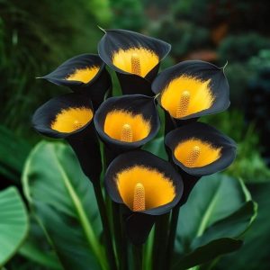 Калла Легато купить по цене от 620р. в интернет-магазине «Посадика» с доставкой почтой в в Борзяе и по всей России – [изображение №1].