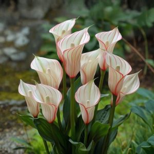 Калла Глейшер купить по цене от 299р. в интернет-магазине «Посадика» с доставкой почтой в в Борзяе и по всей России – [изображение №1].