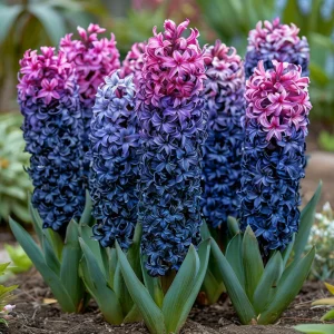 Гиацинт Блю Спринг купить по цене от 2099р. в интернет-магазине «Посадика» с доставкой почтой в в Борзяе и по всей России – [изображение №1].