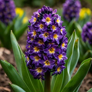 Гиацинт Вельвет Колор купить по цене от 2099р. в интернет-магазине «Посадика» с доставкой почтой в в Борзяе и по всей России – [изображение №1].