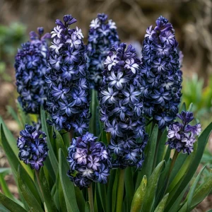 Гиацинт Блум Клауд купить по цене от 2099р. в интернет-магазине «Посадика» с доставкой почтой в в Борзяе и по всей России – [изображение №1].