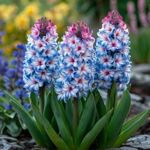 Гиацинт Пинк Мари купить по цене от 2099р. в интернет-магазине «Посадика» с доставкой почтой в в Борзяе и по всей России – [изображение №1].