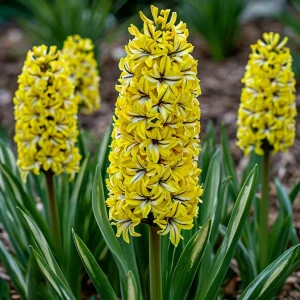 Гиацинт Сансет Голд купить по цене от 2099р. в интернет-магазине «Посадика» с доставкой почтой в в Борзяе и по всей России – [изображение №1].