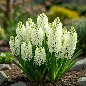 Гиацинт Дрим Трейл купить по цене от 2099р. в интернет-магазине «Посадика» с доставкой почтой в в Борзяе и по всей России – [изображение №1].